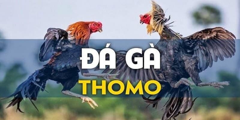 Sơ lược về hình thức đá gà Thomo hấp dẫn hiện nay